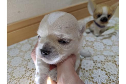 成約済の広島県のチワワ(ロングコート)-106676の46枚目