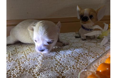 成約済の広島県のチワワ(ロングコート)-106676の35枚目