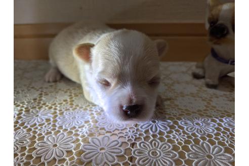 成約済の広島県のチワワ(ロングコート)-106680の18枚目