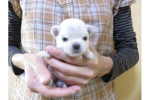 成約済の愛知県のチワワ(ロングコート)-105915の5枚目