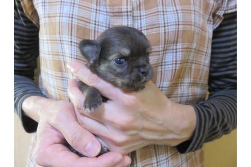 成約済の愛知県のチワワ(ロングコート)-105913の17枚目