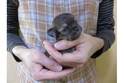 成約済の愛知県のチワワ(ロングコート)-105913の16枚目