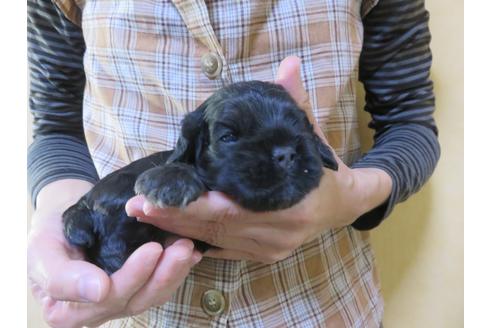 成約済の愛知県のアメリカンコッカースパニエル-105917の8枚目