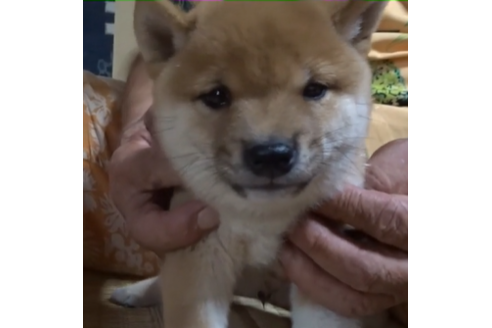 成約済の佐賀県の豆柴-106830の2枚目