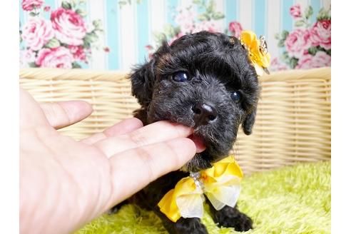 成約済の秋田県のミックス犬-105964の1枚目