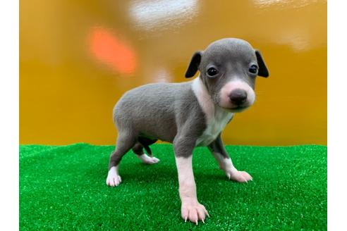 成約済の愛知県のイタリアングレーハウンド(イタグレ)-106846