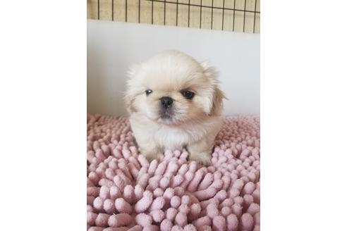 成約済の愛知県のペキニーズ-105137の1枚目