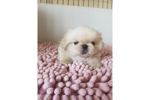 成約済の愛知県のペキニーズ-105137の4枚目