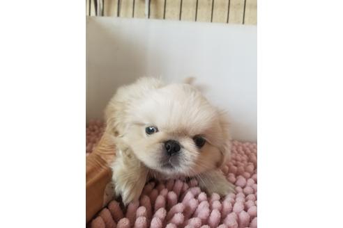 成約済の愛知県のペキニーズ-105137の3枚目