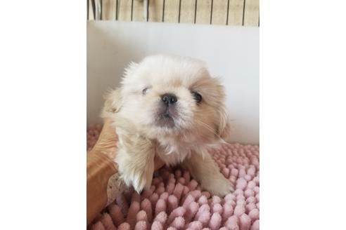 成約済の愛知県のペキニーズ-105137の2枚目