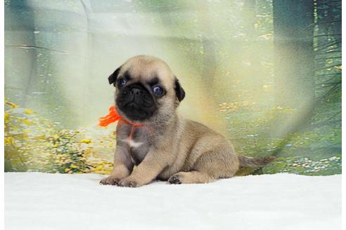 成約済の茨城県のパグ-106878の1枚目