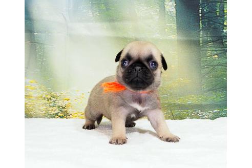 成約済の茨城県のパグ-106878の4枚目