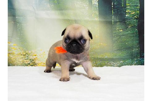 成約済の茨城県のパグ-106878の3枚目