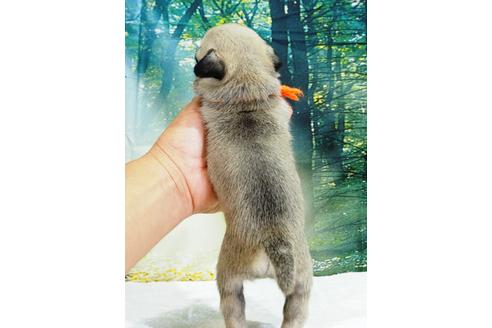 成約済の茨城県のパグ-106878の2枚目