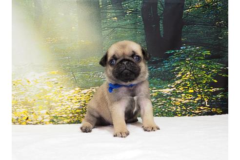 成約済の茨城県のパグ-105590の5枚目