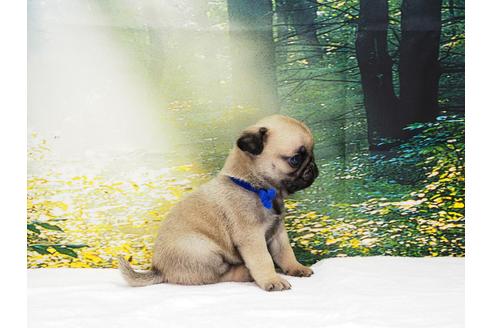 成約済の茨城県のパグ-105590の4枚目