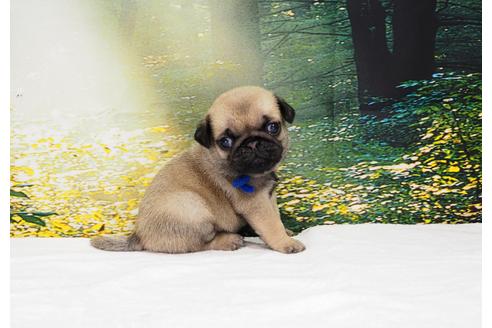 成約済の茨城県のパグ-105590の3枚目