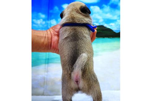 成約済の茨城県のパグ-105590の2枚目