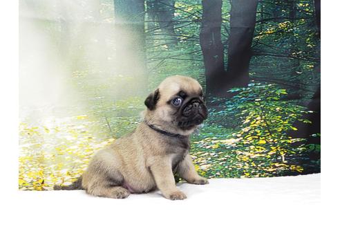 成約済の茨城県のパグ-105589の5枚目