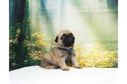 成約済の茨城県のパグ-105589の4枚目