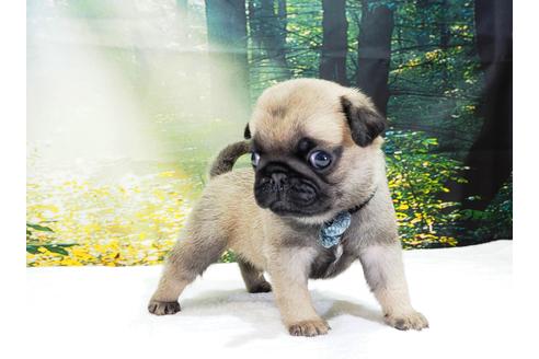 成約済の茨城県のパグ-105589の3枚目