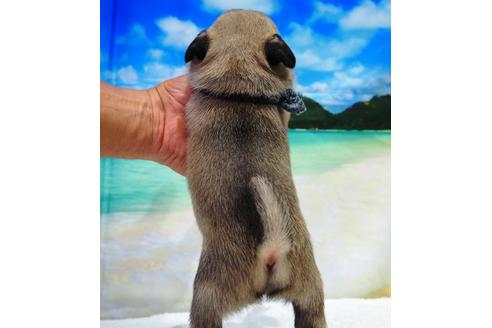 成約済の茨城県のパグ-105589の2枚目