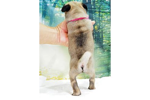 成約済の茨城県のパグ-106877の5枚目