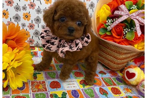 成約済の香川県のティーカッププードル-106902の5枚目