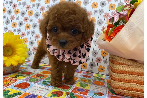 成約済の香川県のティーカッププードル-106902の3枚目