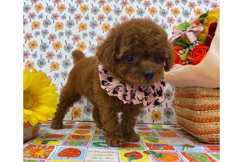 成約済の香川県のティーカッププードル-106902の2枚目