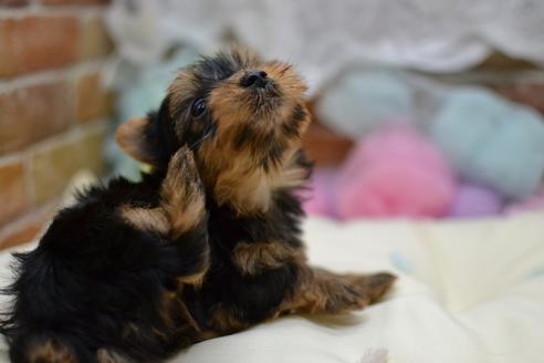 成約済の愛知県のヨークシャーテリア-106909の3枚目