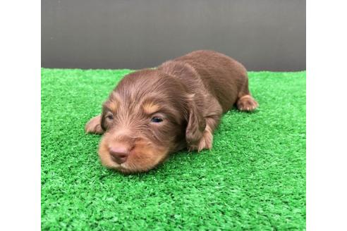 成約済の兵庫県のカニンヘンダックスフンド(ロングヘアード)-106937の5枚目