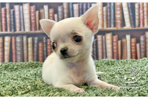 成約済の愛知県のチワワ(スムースコート)-106947の8枚目