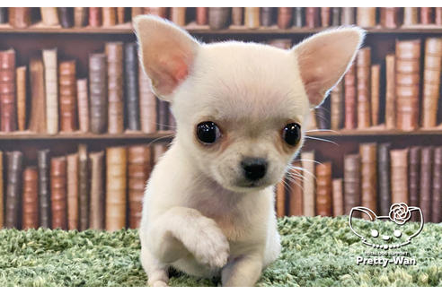 成約済の愛知県のチワワ(スムースコート)-106947の9枚目