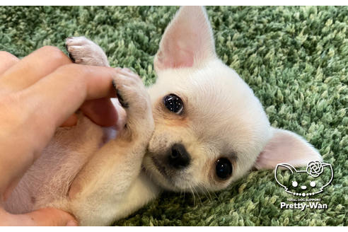 成約済の愛知県のチワワ(スムースコート)-106947の6枚目