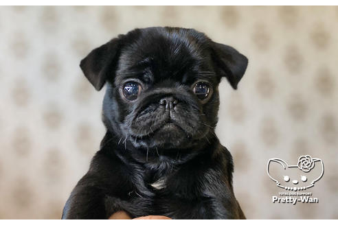 成約済の愛知県のパグ-106948の4枚目