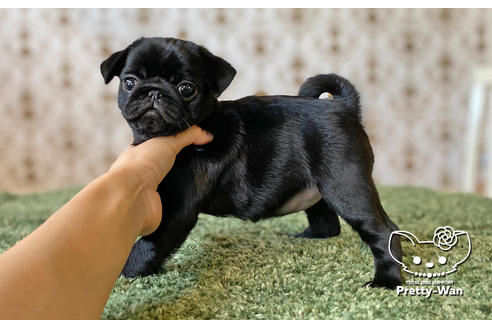 成約済の愛知県のパグ-106948の5枚目