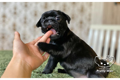 成約済の愛知県のパグ-106948の2枚目