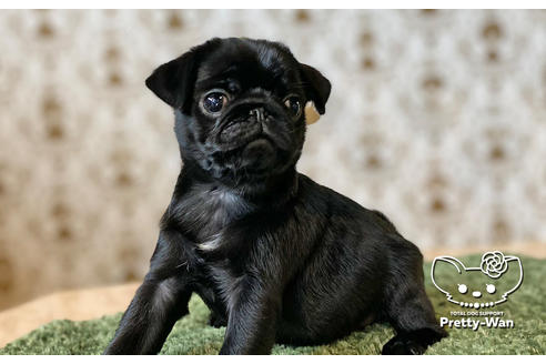 成約済の愛知県のパグ-106948の3枚目