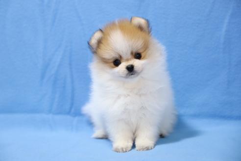 京都府のポメラニアン 女の子 07 29生まれ 珍しいパーティーカラーの女の子 子犬id ブリーダーナビ 京都府のポメラニアン 女の子 07 29生まれ 珍しいパーティーカラーの女の子 子犬id ブリーダーナビ