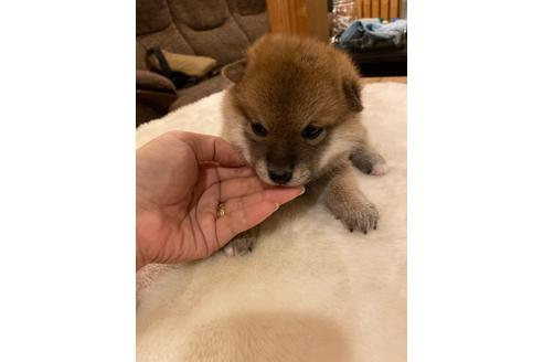 成約済の宮城県の柴犬-107031