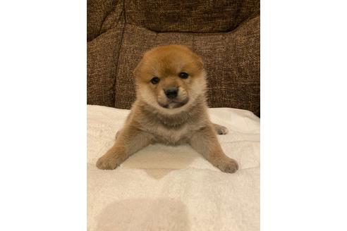 成約済の宮城県の柴犬-107035の1枚目