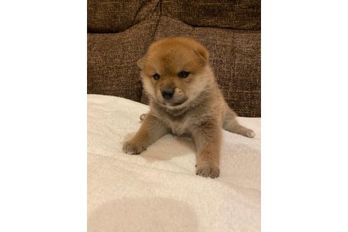 成約済の宮城県の柴犬-107035の3枚目