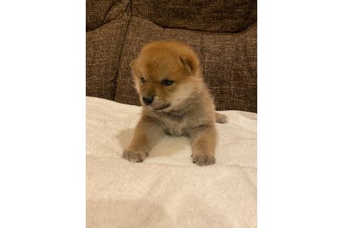 成約済の宮城県の柴犬-107035の2枚目