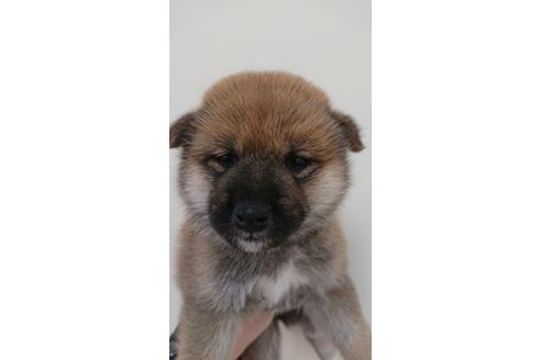 成約済の北海道の柴犬-107062の4枚目