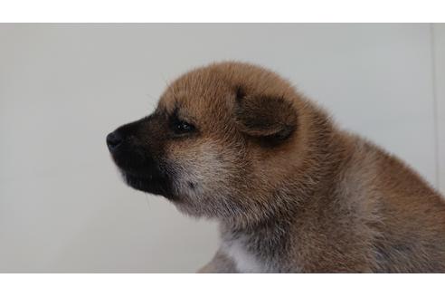 成約済の北海道の柴犬-107062の3枚目