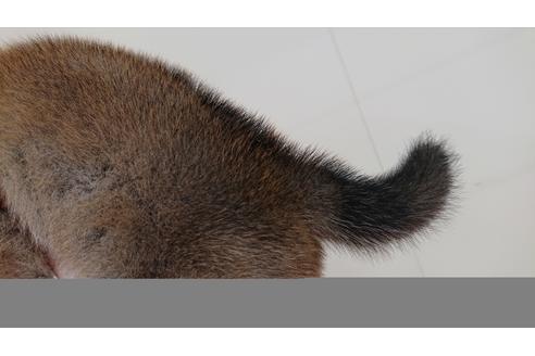 成約済の北海道の柴犬-107062の2枚目