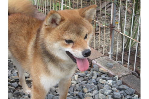 成約済の岡山県の柴犬-107072の5枚目