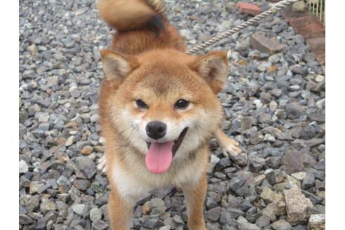 成約済の岡山県の柴犬-107072の3枚目