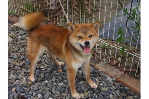 成約済の岡山県の柴犬-107072の2枚目